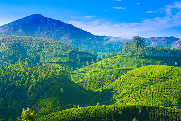 Munnar - Alleppey (03 Nights / 04 Days) - Image 4